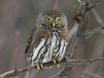 Who doesn't love a Major Hoot! Who doesn't love a Major Hoot!